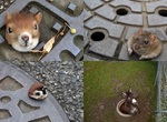 《卡人孔蓋動物四天王》太可愛惹可是小心一點嘛真是的...... 《卡人孔蓋動物四天王》太可愛惹可是小心一點嘛真是的......