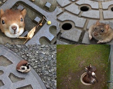 《卡人孔蓋動物四天王》太可愛惹可是小心一點嘛真是的......