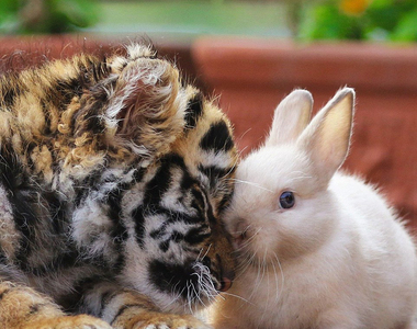 治癒《獵食者與獵物和平相處》只好請他們拍真實版動物方城市了～