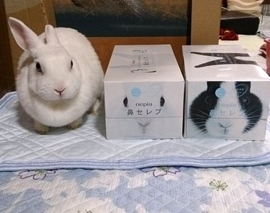 兔奴必看！推特各種《可愛兔子生態》療癒的極致啊～（讚嘆）