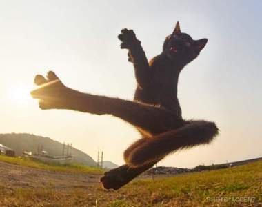  喵星人至尊奧義《黑貓拳》夕陽下最萌武闘家的英姿ヾ(*ΦωΦ)ツ