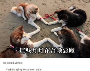 各種《哈士奇的奇行》趴兔　月月你快別鬧了（笑）