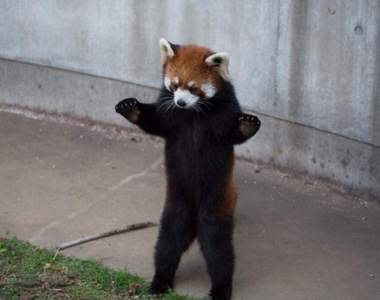 超絕可愛《小貓熊的威嚇動作》跟食蟻獸同等級地毫無威脅力❤