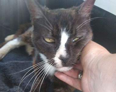 《走失八年的貓》最後竟離奇出現在別的國家！？