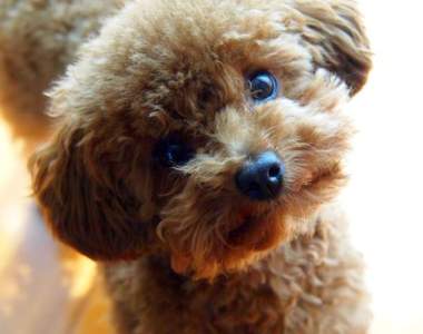 新動物系女子《玩具貴賓女子》戀愛上又有哪些特徵呢?