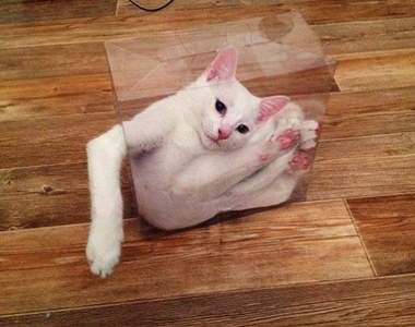 《貓咪的紙箱時光》有事沒事都想在箱子裡度過喵～