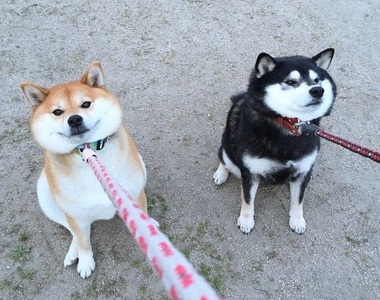 《抵死不從的柴柴》肉包臉柴柴居然進化成癱在地上耍賴了