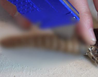 《切開響尾蛇尾巴》你覺得裡面會有什麼呢?