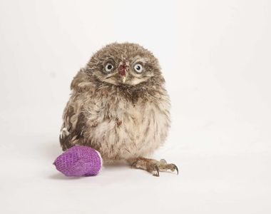 《小動物打石膏》可憐又可愛的模樣太惹人疼了♥