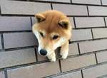 一次三隻《牆壁洞裡的柴犬》鑽洞絕對是狗狗間的新流行(摸摸摸摸) 一次三隻《牆壁洞裡的柴犬》鑽洞絕對是狗狗間的新流行(摸摸摸摸)