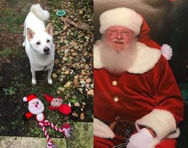 《柴犬與聖誕老人合照》毛孩子看見最心愛的娃娃變真人的反應超可愛（融化）