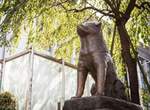 《忠犬八公左耳下垂的原因》等待不再回來的主人直到生命的盡頭… 《忠犬八公左耳下垂的原因》等待不再回來的主人直到生命的盡頭…