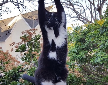 粉絲激增中《舉手貓Keys》目標用這雙貓掌征服全人類ヾ(*ΦωΦ)ツ