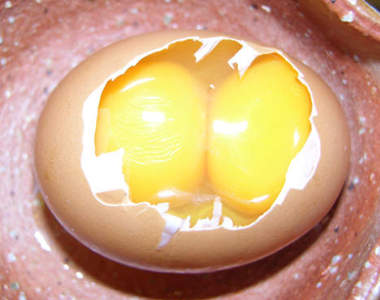 《為什麼會有兩顆蛋蛋》從沒想過的問題網友來神回惹