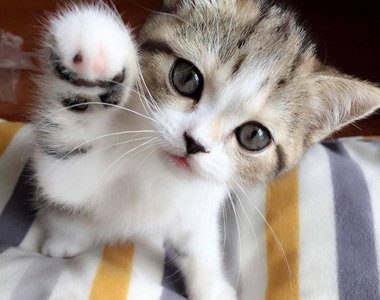 眼力測驗《從畫面中找出喵星人》順便測測你的貓奴指數有多少（笑）