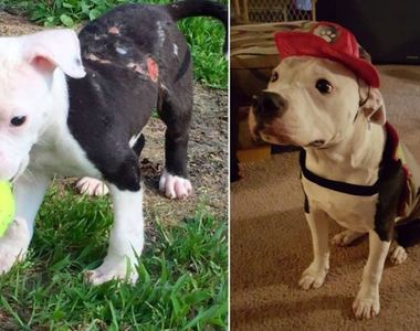 美國《消防犬》從倖存犬變成打火英雄的一員 (ﾉ◕ヮ◕)ﾉ*:・ﾟ✧