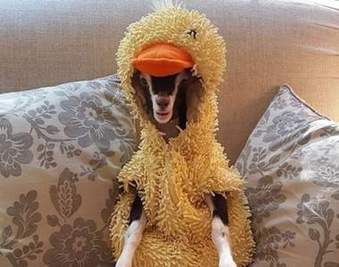 《愛穿鴨子裝的羊》打扮的背後其實有段鼻酸的故事