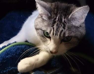 《不幫貓開電暖器的結果》敢耍喵星人真的不要命了……