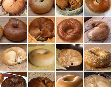 《毛小孩即視圖》原來是甜甜圈阿還以為是狗呢ww