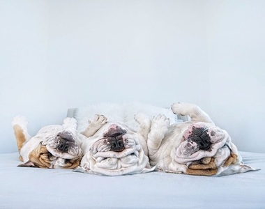 《仰躺狗狗寫真》無法違抗地心引力的汪星人顏面魅力♥