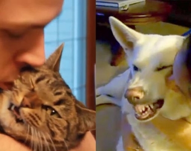 《極度不願給人類親親的寵物》面對主人惡夢般的雙唇他們慌張害怕憤怒眼神死