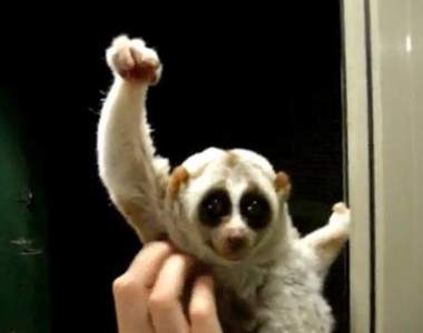 《昇龍拳之日》6月23日超適合大喊〝喉溜肯〞