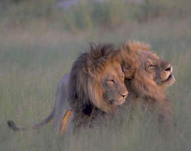 《兩隻雄獅曬恩愛》網友表示：可以拍獅子版斷背山了