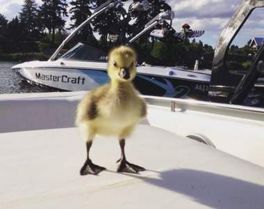 《美國男子救了一隻小雁》長大後變成超黏人傲嬌女友…