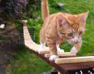 《貓咪專用梯子》租屋處不給裝貓門就只好請貓老大爬梯子了（笑）