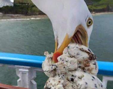 《推特上的鳥類奇行》這些事情真是太〝鳥〞了ww