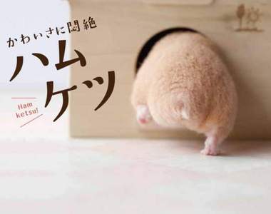 超治癒《可愛到讓你昏倒的倉鼠屁屁》讓肥嫩屁屁掃去心中的憂鬱❤