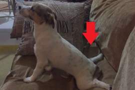 《看恐怖片的狗狗》毛小孩會有什麼樣的反應？