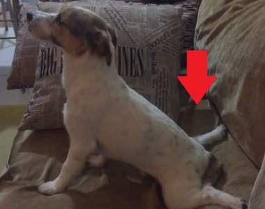 《看恐怖片的狗狗》毛小孩會有什麼樣的反應？