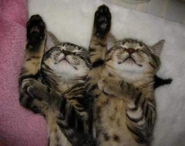 《睡姿同步率100%的貓》這些小傢伙是偷偷在夢裡連線了嗎？