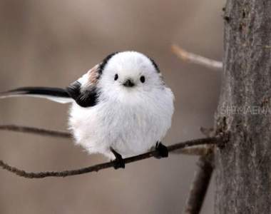 推特《鳥鳥正面大賽》禽鳥類超級反差萌的正面你抵擋得了嗎?(‧◇‧)