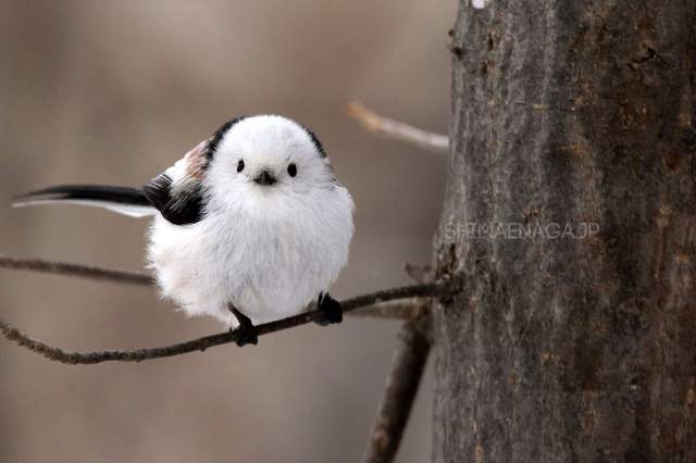 信頼 鳥 キャラクターグッズ