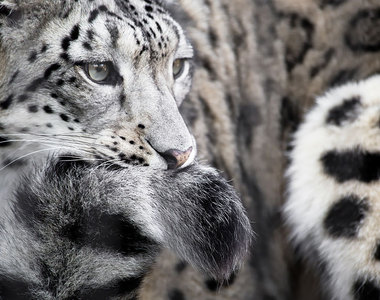 萌萌的雪山之王《雪豹》你都不知道尾巴有多好吃(叼)
