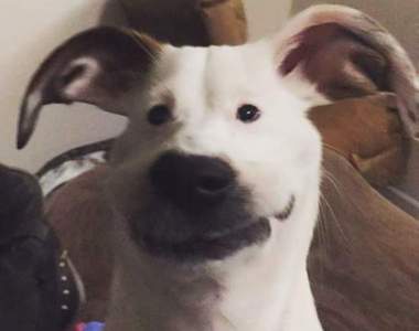 《APP惡搞寵物》最好笑的是毛小孩根本不知道自己發生了什麼事XD