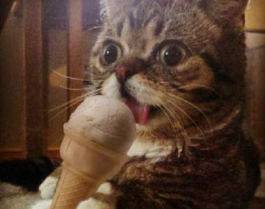 《吃冰消暑的貓咪》看你吃的這麼銷魂我也嘴饞了XD