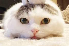 《TsumTsum貓》史上最還原遊戲畫面的軟趴趴貓兄妹登場♥