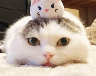 《TsumTsum貓》史上最還原遊戲畫面的軟趴趴貓兄妹登場♥