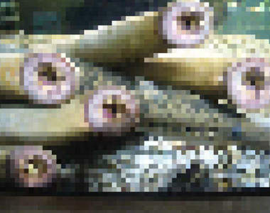 【閱覽注意】《不要隨便Google的關鍵字》千萬不要手癢去搜尋阿......