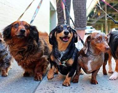 飼主必看《遛狗要注意的五件事》多一分留意少一分意外