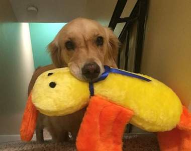 《每晚都要挑一個玩具陪寢的狗》已經有了後宮玩具三千牠還是例行選新妃