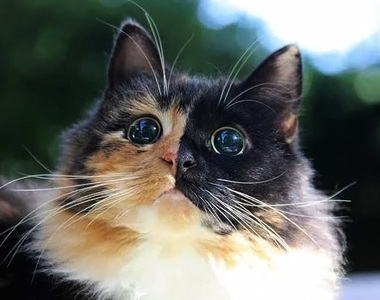 《盲眼陰陽貓》圓滾滾的雙眼裡是滿滿的愛◉ω◉