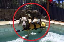 《貓咪的游泳方式》欸等等，聖上踩的那個是......