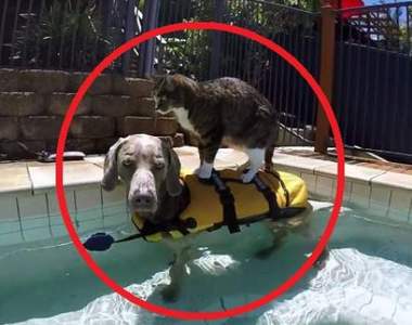 《貓咪的游泳方式》欸等等，聖上踩的那個是......