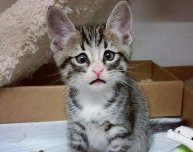 《擔憂貓Bum》看不開鬥雞眼+一臉擔心貌=絕對治癒