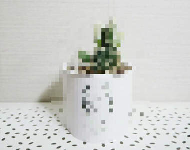 智慧小手作《低手工高品質盆栽》兩步驟完成一切