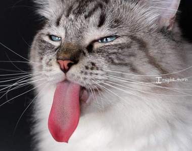 《長舌貓Thorin》優雅外表與俏皮誇張的長舌頭呈現超迷人反差萌♡